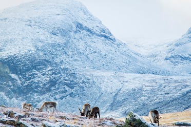 Renarna betar febrilt för att få energi inför vintern. Foto:David Erixon